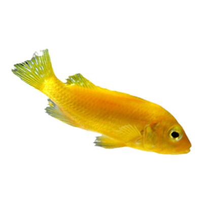 水族乡三湖慈鲷淡水慈鲷杂鲷热带