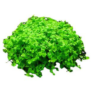 鱼缸水族箱造景活体水草植物日本藻球 淡水常温懒人前景红松尾