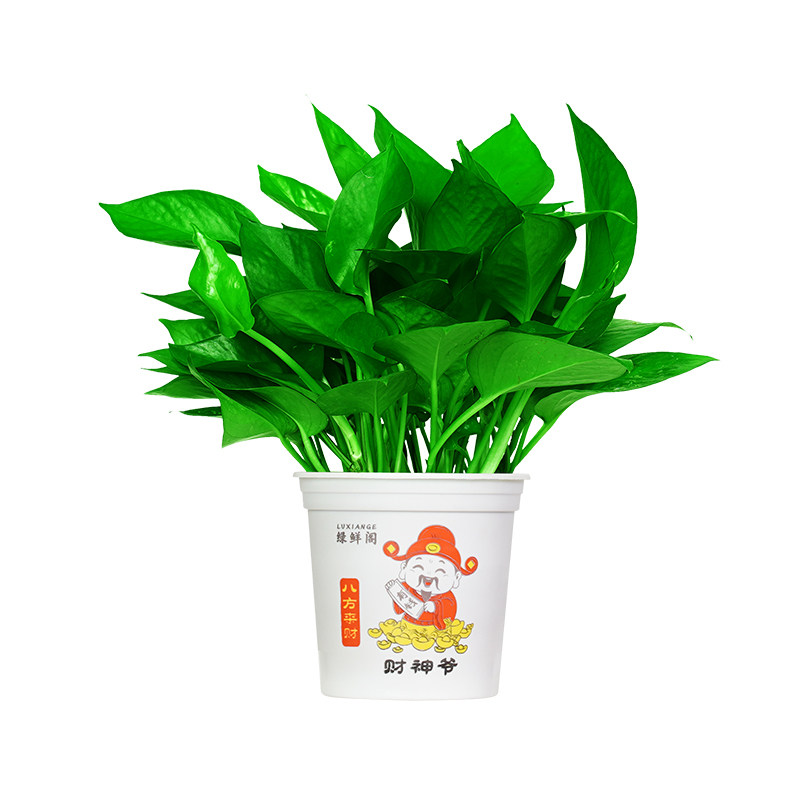 新款绿萝盆栽绿植大叶绿箩花卉室内办公桌客厅植物净化空气批发