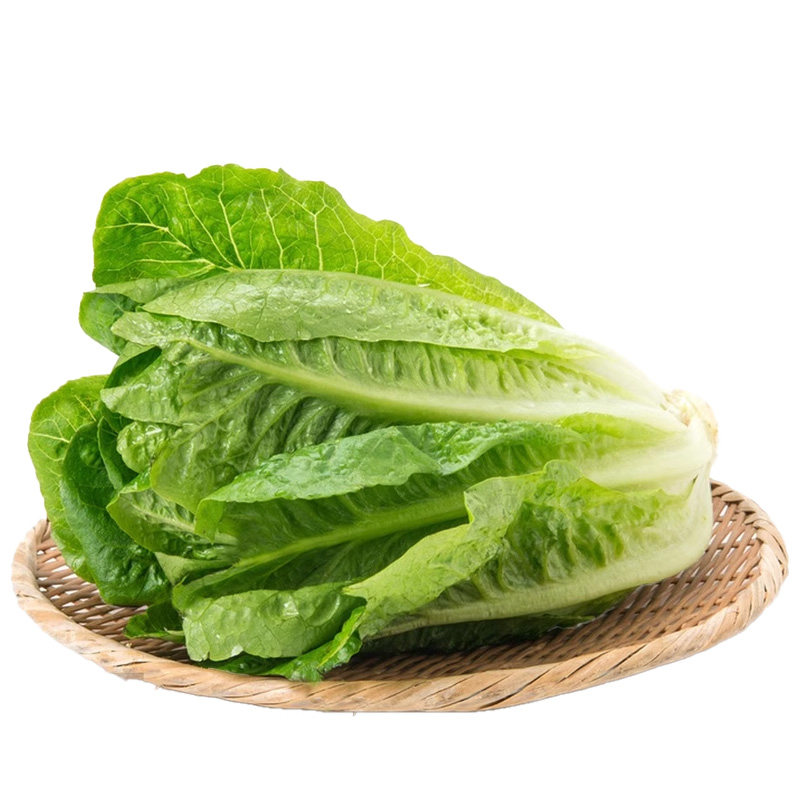 有机直立罗马生菜苗孔雀菜秧苗带土奶油生菜耐抽苔阳台四季可种