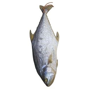 北海大马鲛鱼干鲅鱼干马交王祥马鲛鱼片马友鱼梅香咸鱼干海鲜干货