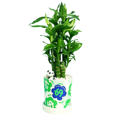 圣诞节创意发财树盆栽室内绿植