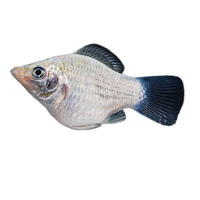 玛丽球鱼 玛丽鱼 胎生鱼 直接下小鱼 新手鱼 好养活 米奇孔雀包邮