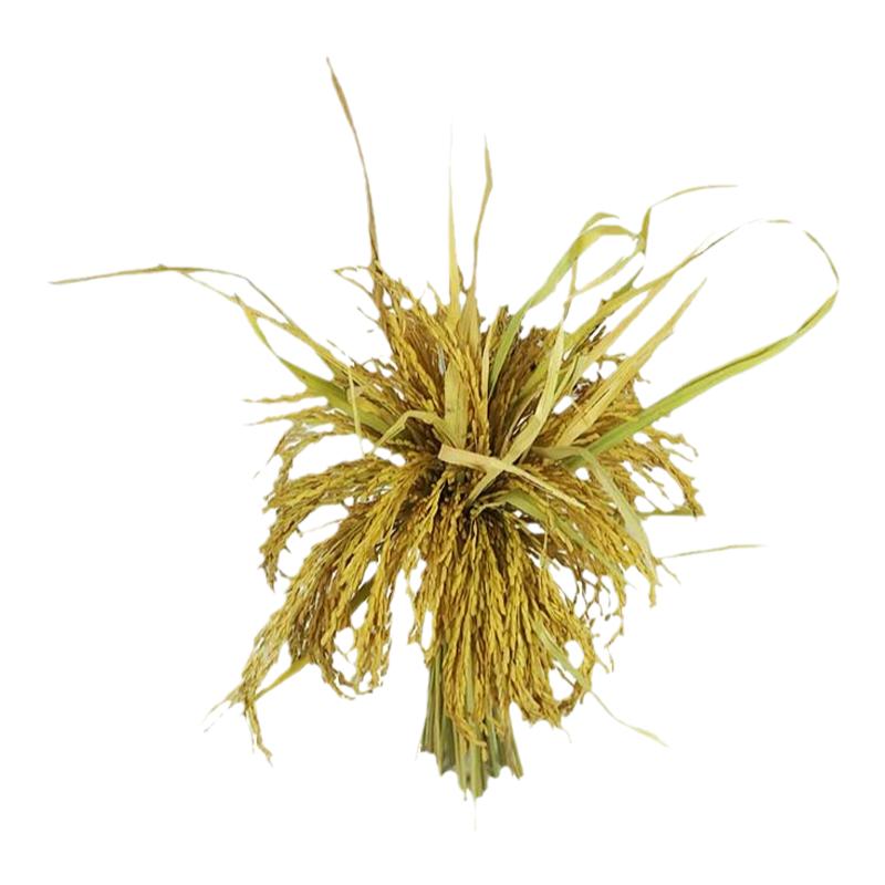 稻穗竹蒌装饰干花稻子拍摄道具