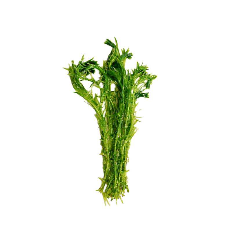 净水植物蜈蚣草淡水鱼缸造景鱼池塘水草金鱼藻绿菊养鱼龟专用新手