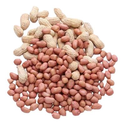 2025新鲜湿花生现挖带泥鲜花生带壳小花生米粉皮水煮生花生大花生