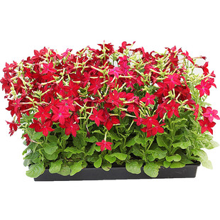 花烟草种子Nicotiana大花烟仔草花籽长花期切花花坛阳台盆栽春播