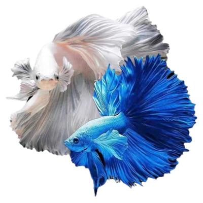 热带鱼泰国斗鱼马尾狮王半月活体