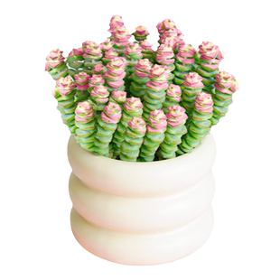 钱串子多肉植物盆栽老桩多头名贵绿植花卉好养钱串锦贵货稀有品种