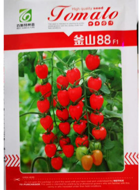 釜山88大红色玲珑千禧小番茄
