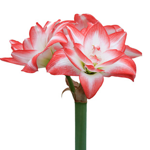 圣茵朱顶红种球 花孔雀 根花卉种植盆栽好养活