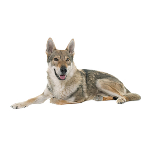 纯种捷克狼犬幼犬双血统宠物狗狗活体小狗活物幼崽护卫犬