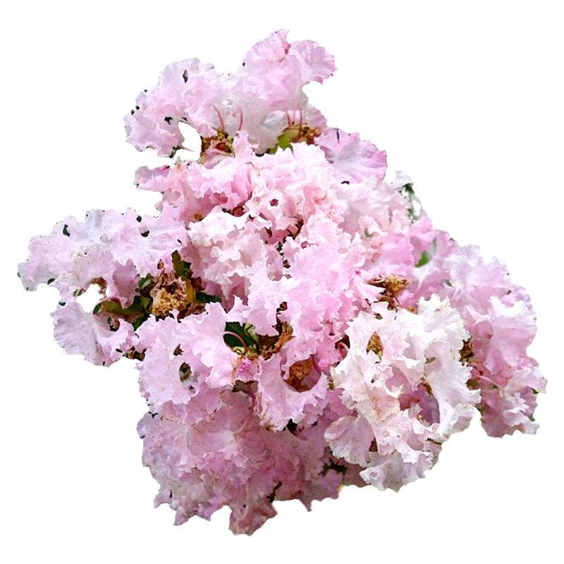 紫薇种子4