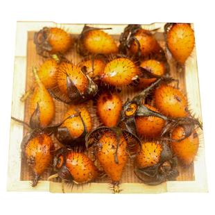 新鲜野生金樱子深山现摘金罂子男士茶泡酒中药材刺梨子山石榴干货