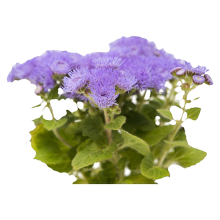 藿香蓟种子100粒胜红蓟蓝冠一枝香种籽长花期室内外盆栽春季播种