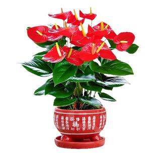 特大号红掌盆栽带花大叶大花客厅绿植室内好养植物办公室桌面花卉