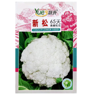 青梗松花菜种子花菜种籽菜花苗子耐寒耐热大面积包邮布鲁斯