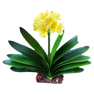 圆头四季易活盆栽植物兰花苗