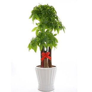 步步高发财树客厅大盆栽2025新款办公室开业送礼乔迁绿植大型招财