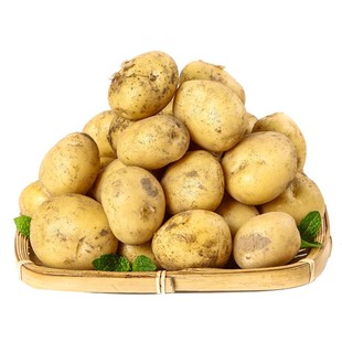 新鲜贵州威宁土豆高山现挖老品种黄心土豆马铃薯洋芋新货农家自种