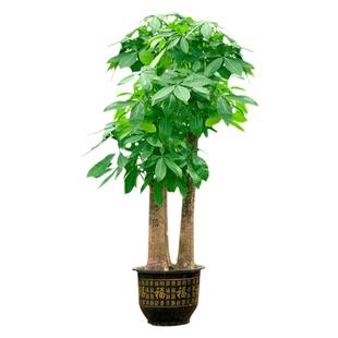 步步高粗壮大棵型发财树客厅办公室酒店大堂招财绿植盆栽净化空气