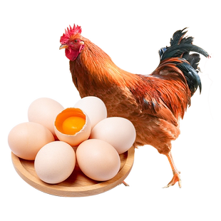 【儿童餐】杨博士童子鸡皖南土鸡深山散养原粮饲喂小公鸡