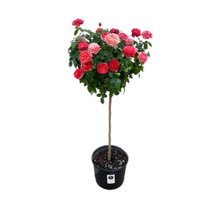 树桩月季特大花高杆月季花树棒棒糖树状月季嫁接玫瑰花苗花镜植物