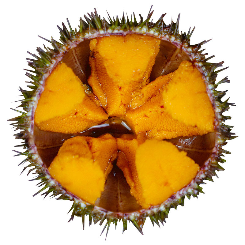 大连马粪海胆小平岛鲜活500g4-5个即食食材料海胆刺身新鲜海鲜