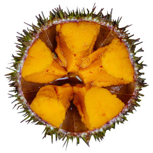大连马粪海胆小平岛鲜活500g4-5个即食食材料海胆刺身新鲜海鲜