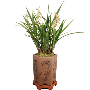 翁源兰花苗建兰铭品胭脂红香妃黄金彩虹带花浓香好养室内阳台花卉