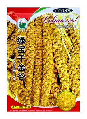 绿宝千金谷小米黄米种子香粘稻谷