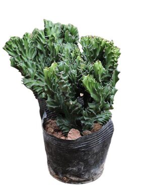 玉麒麟盆栽带盆带根桌面多肉植物