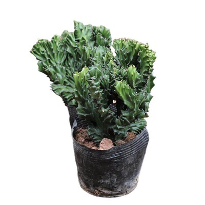 玉麒麟盆栽带盆带根桌面多肉植物