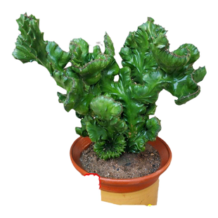 玉麒麟盆栽带根带盆庭院盆景室内阳台彩麒麟龙骨植物多肉四季好养