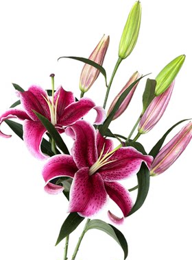 红色黑美人大花苞香水百合鲜花