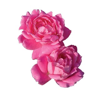 海蒂的花园重瓣绝代佳人花期长低维护耐热月季庭院花卉植物盆栽苗