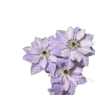 故里铁线莲花苗盆栽常绿早花阳台庭院爬藤攀援四季花卉易活植物