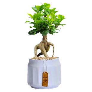 榕树盆景植物室内客厅绿植小叶金钱人参榕树老桩树苗盆栽四季常青