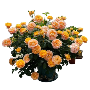 蔷薇花苗爬藤四季开花庭院藤本月季花苗大花爬墙植物花卉盆栽玫瑰