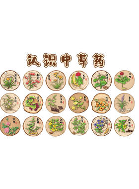 中草药材标本展示墙幼儿园环创中医馆教室氛围布置贴纸文化彩挂图