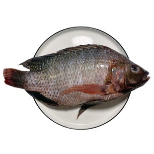潮汕罗非鱼鱼肉新鲜鲜鱼农家罗非鱼现杀非冷冻活体淡水长寿鱼包邮