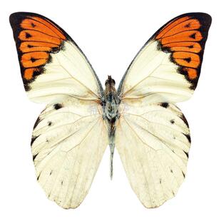 天然真蝴蝶标本教具教学标本DIY展翅蝴蝶标本透明袋装可自选品种