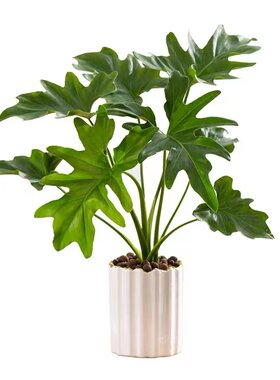 水培植物龙鳞春羽盆栽绿植