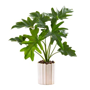 水培植物龙鳞春羽盆栽室内龟背竹轻奢北欧绿植常青好养办公桌面
