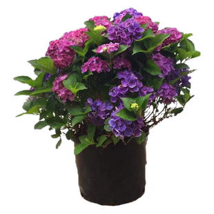 绣球花苗盆栽无尽夏圆锥带花大苗室内庭院耐晒老桩四季植物开花卉