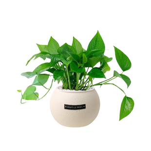 绿植室内小盆栽桌面发财树净化空气易活四季懒人养的吸甲醛植物