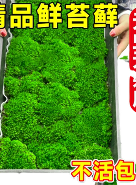青苔苔藓鲜活微景观盆景造景材料
