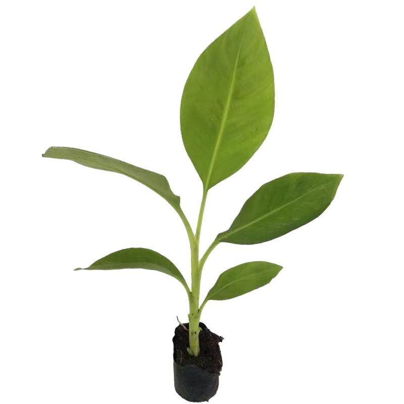 耐寒香蕉树苗芭蕉树苹果蕉粉蕉盆