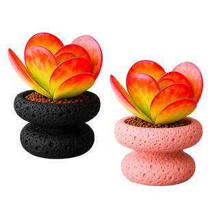 唐印多肉植物稀有品种老庄大颗多头超大盆栽花卉绿植办公室内