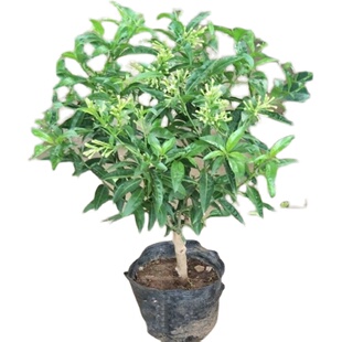 夜来香花树苗浓香型花卉室内九里香盆栽庭院驱蚊植物老桩四季盆景